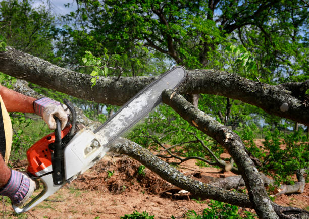 Best Emergency Tree Service  in Belfair, WA